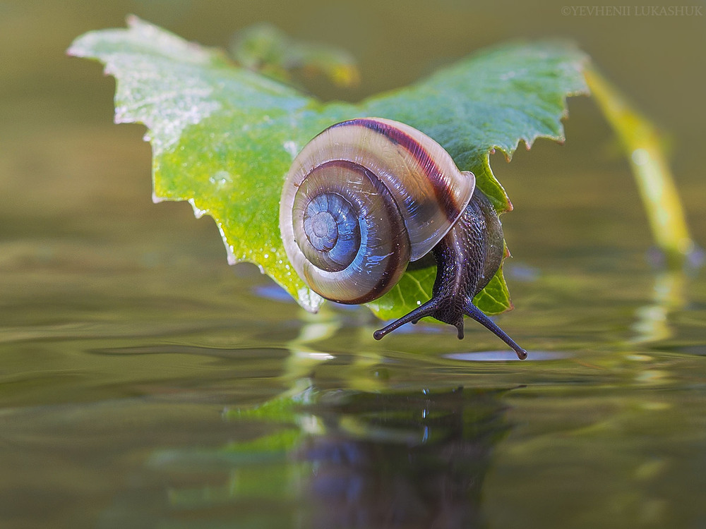 Фотографія Макро / Yevhenii Lukashuk / photographers.ua