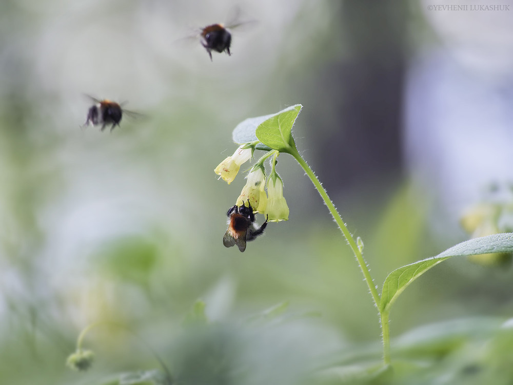 Фотографія Макро / Yevhenii Lukashuk / photographers.ua