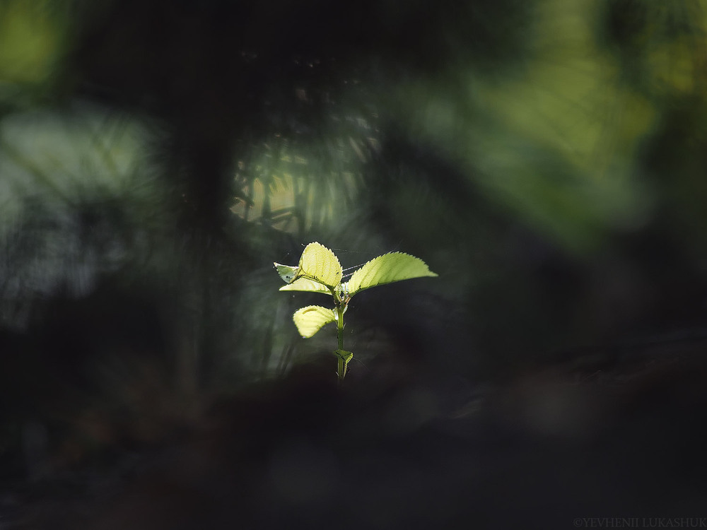 Фотографія Макро / Yevhenii Lukashuk / photographers.ua