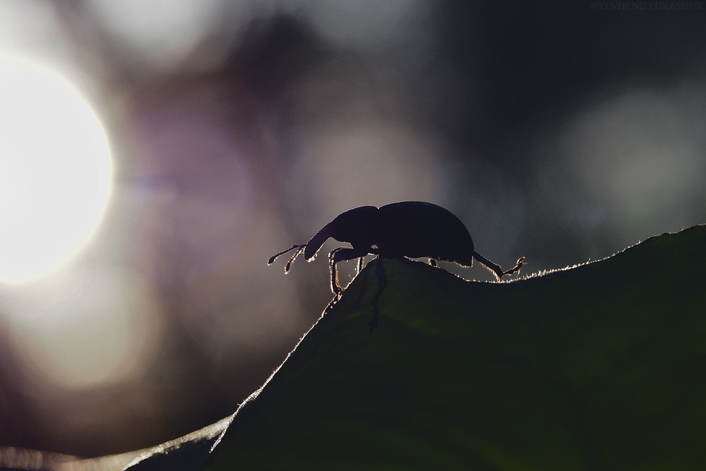 Фотографія Макро / Yevhenii Lukashuk / photographers.ua