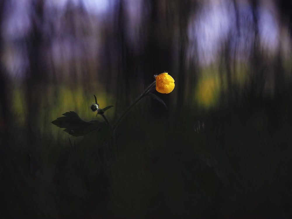 Фотографія Макро / Yevhenii Lukashuk / photographers.ua