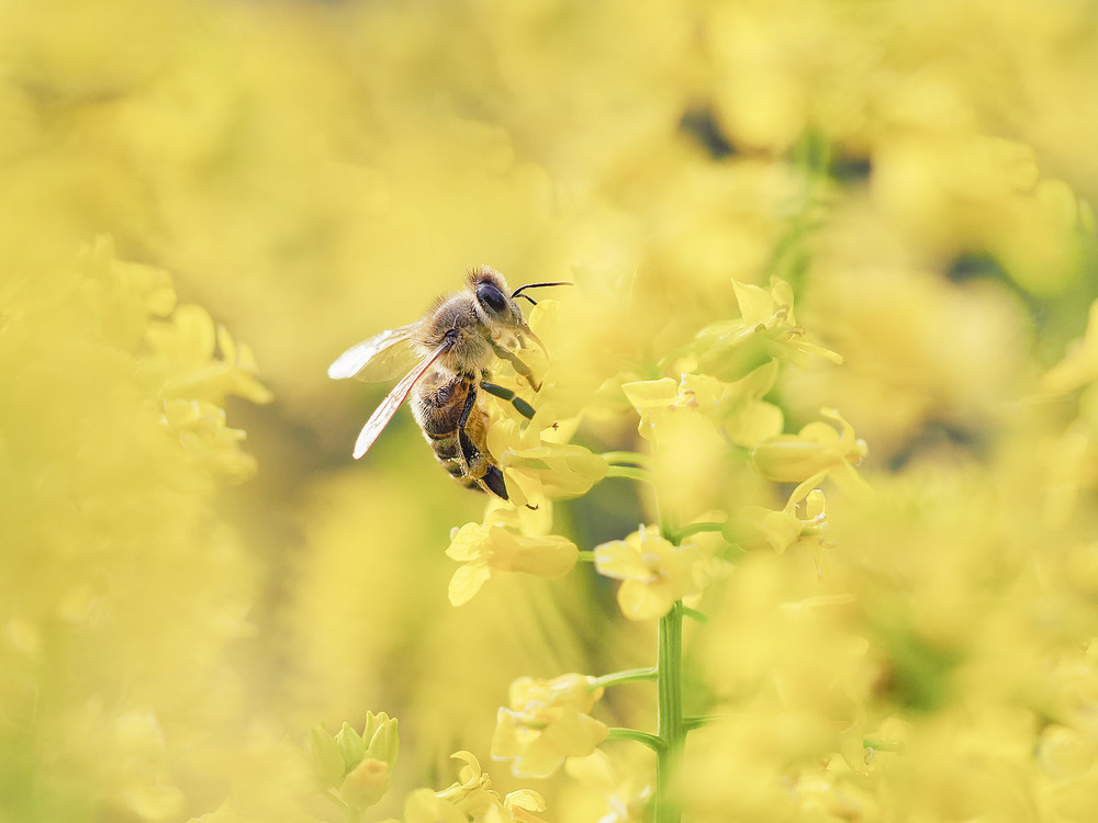 Фотографія Макро / Yevhenii Lukashuk / photographers.ua