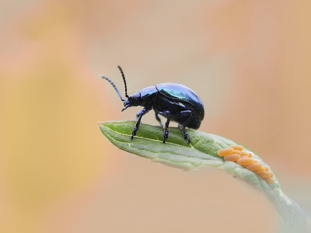 Фотографія Макро / Yevhenii Lukashuk / photographers.ua