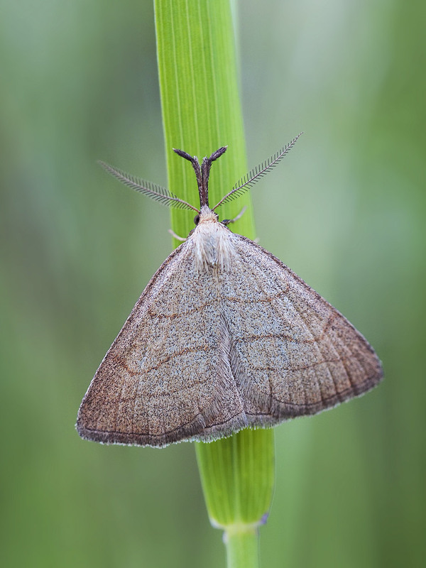 Фотографія Макро / Yevhenii Lukashuk / photographers.ua