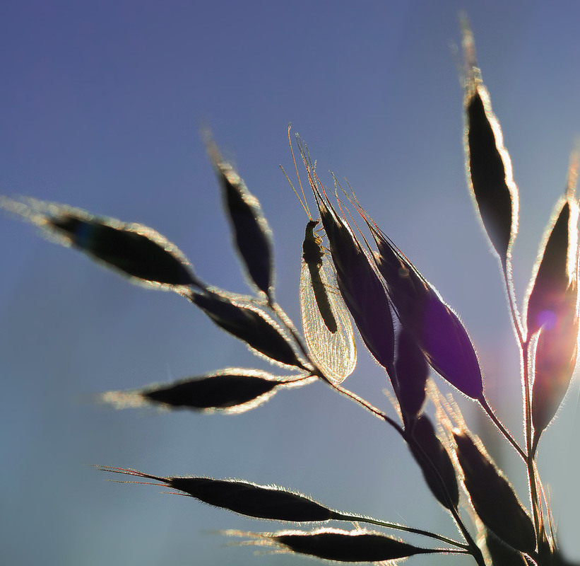 Фотографія Макро / Yevhenii Lukashuk / photographers.ua