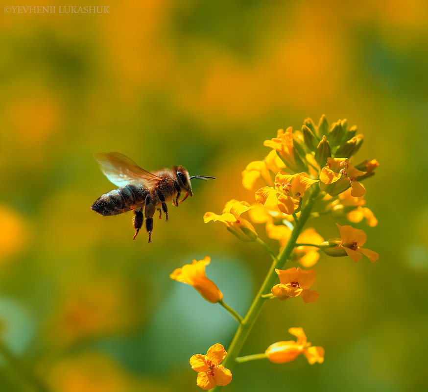 Фотографія Макро / Yevhenii Lukashuk / photographers.ua