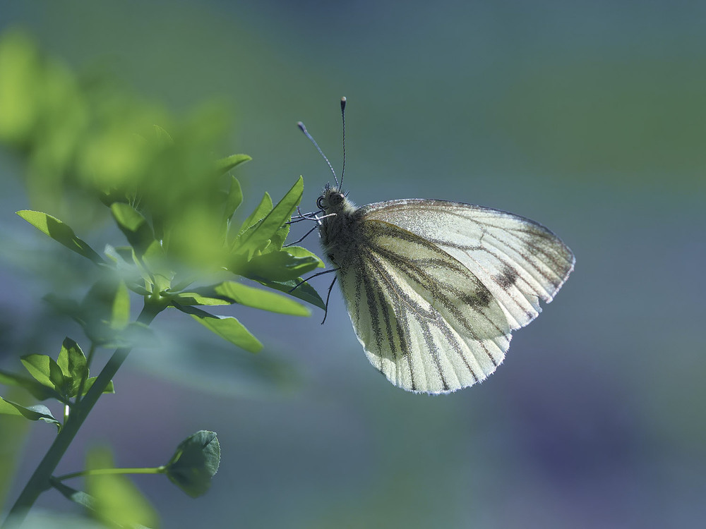 Фотографія Макро / Yevhenii Lukashuk / photographers.ua