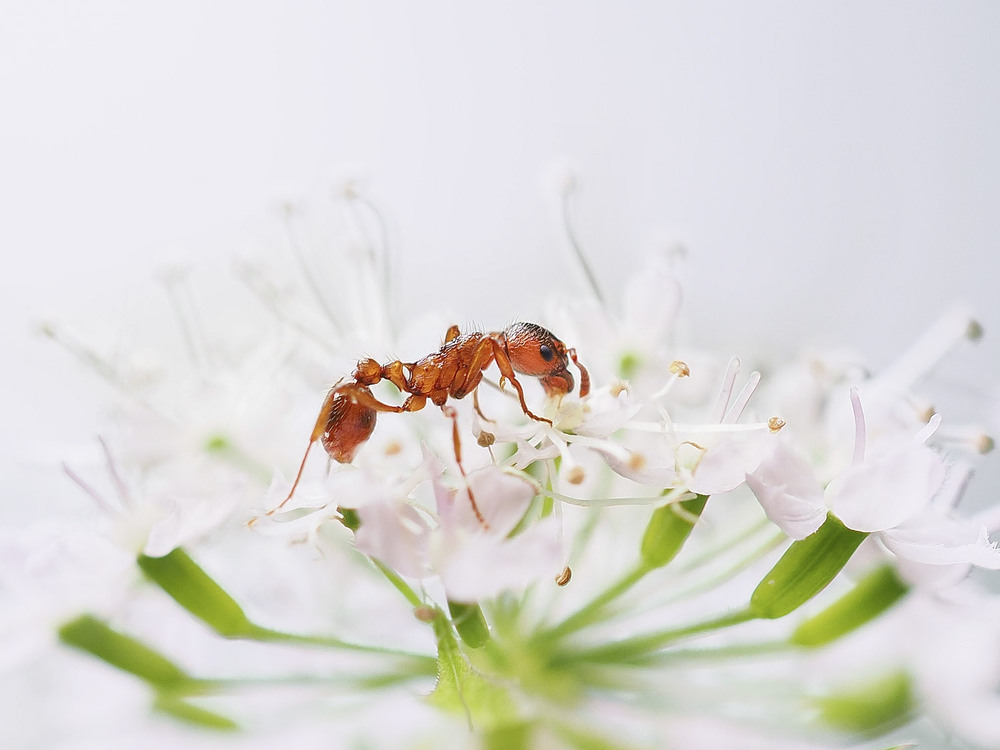Фотографія Макро / Yevhenii Lukashuk / photographers.ua
