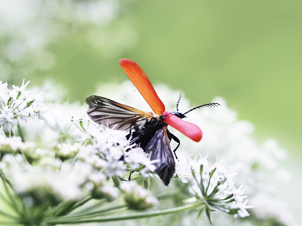Фотографія Макро / Yevhenii Lukashuk / photographers.ua