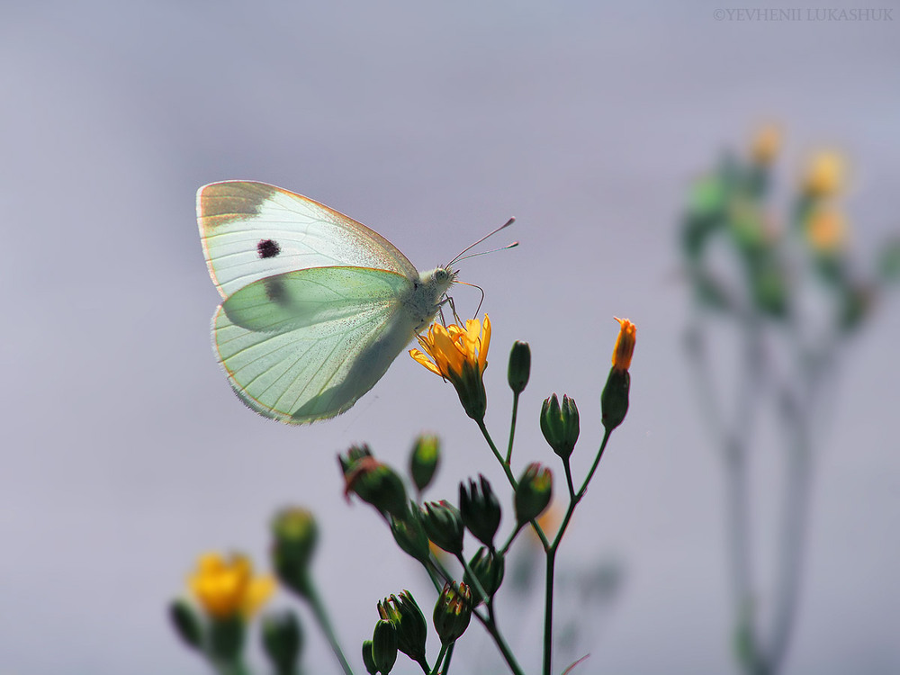 Фотографія Макро / Yevhenii Lukashuk / photographers.ua