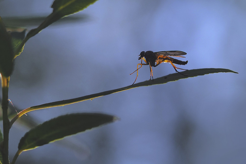 Фотографія Макро / Yevhenii Lukashuk / photographers.ua