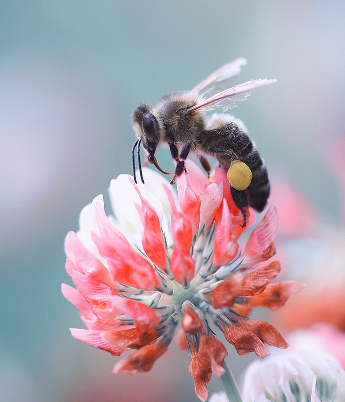 Фотографія Макро / Yevhenii Lukashuk / photographers.ua