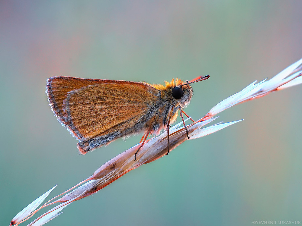 Фотографія Макро / Yevhenii Lukashuk / photographers.ua