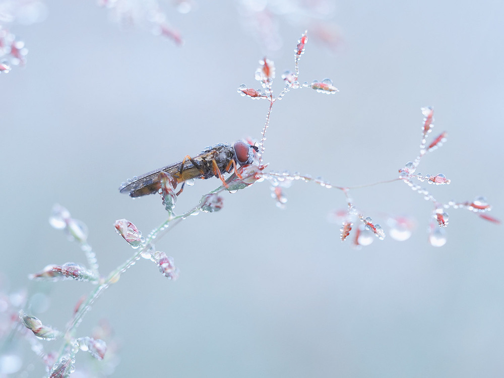 Фотографія Макро / Yevhenii Lukashuk / photographers.ua