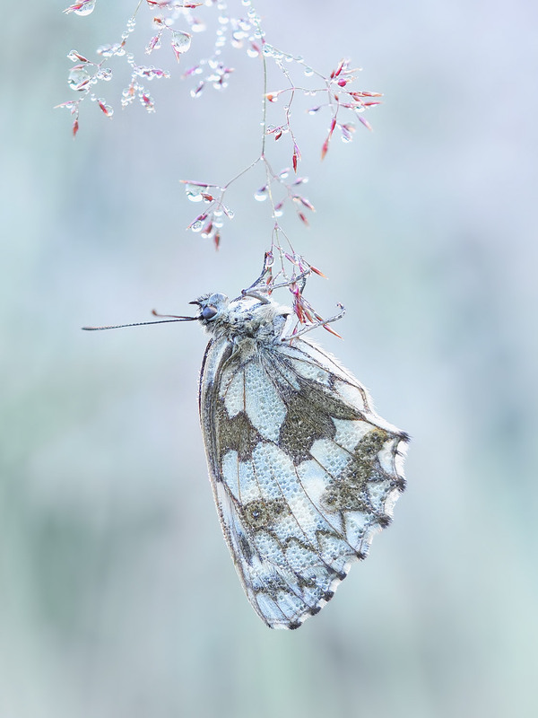 Фотографія Макро / Yevhenii Lukashuk / photographers.ua