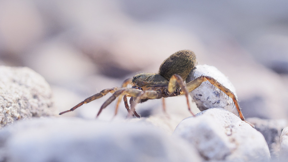 Фотографія Макро / Yevhenii Lukashuk / photographers.ua