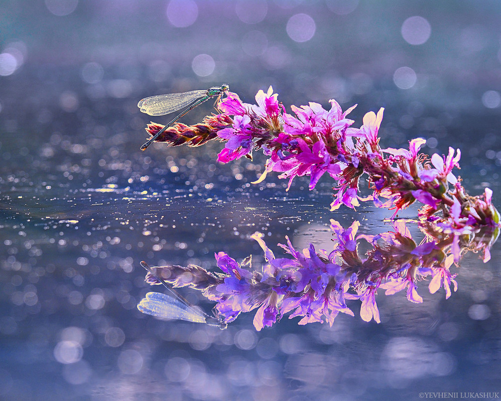 Фотографія Макро / Yevhenii Lukashuk / photographers.ua