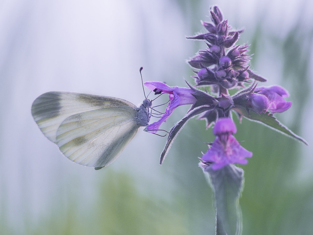 Фотографія Макро / Yevhenii Lukashuk / photographers.ua