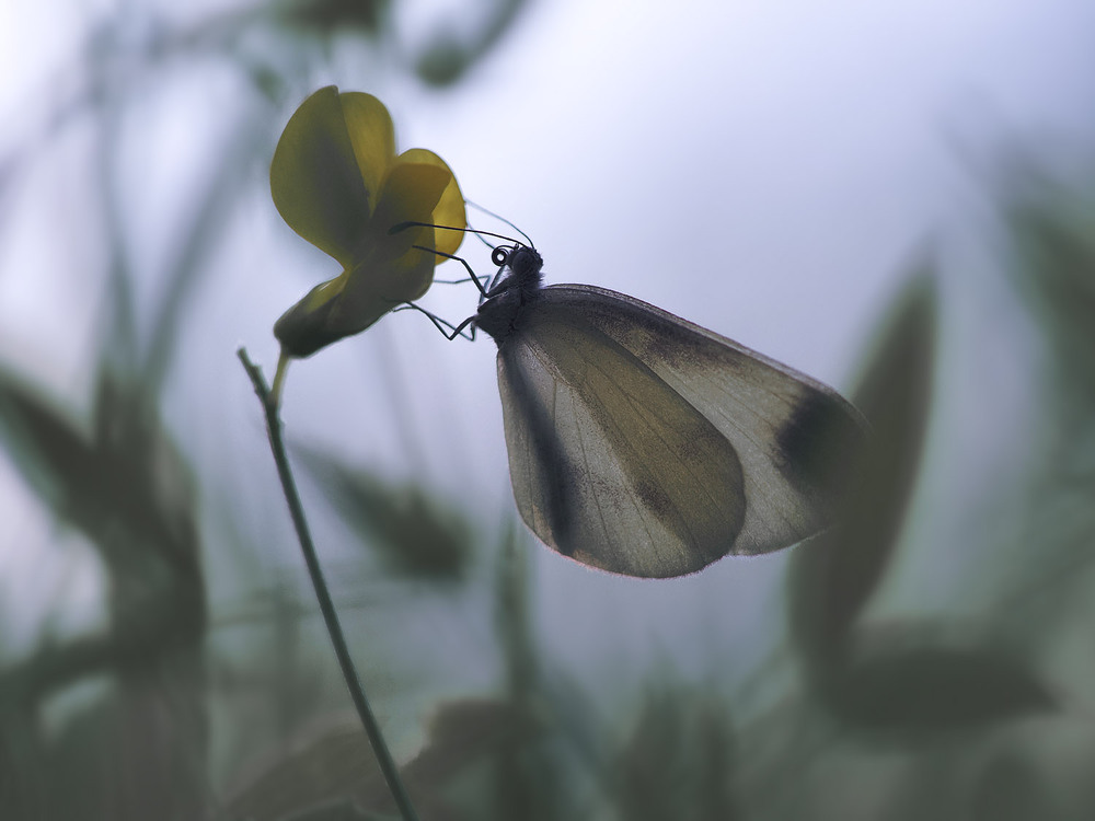 Фотографія Макро / Yevhenii Lukashuk / photographers.ua