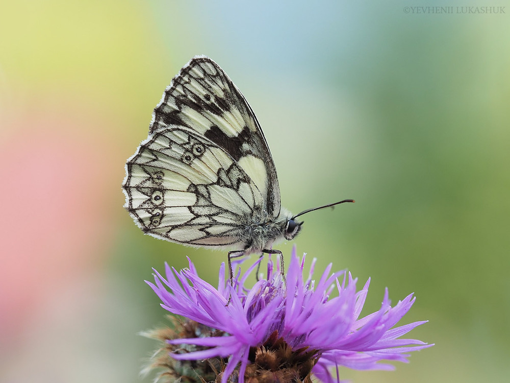 Фотографія Макро / Yevhenii Lukashuk / photographers.ua