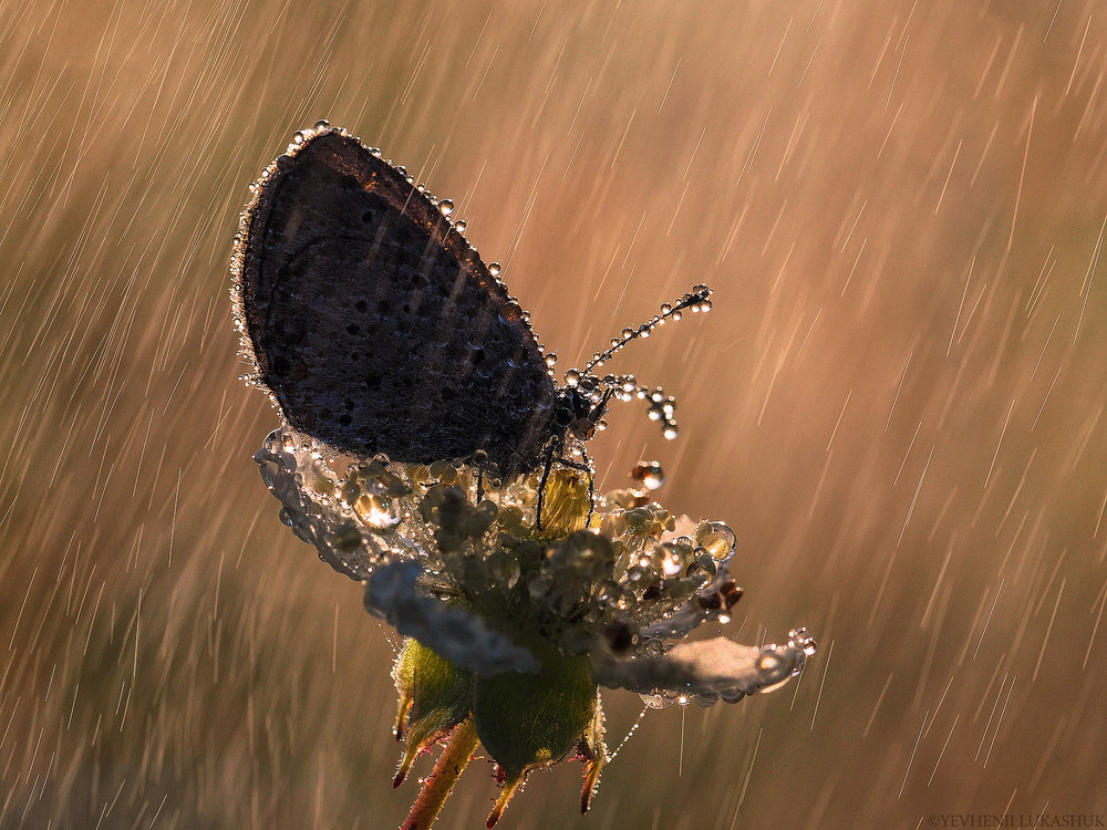 Фотографія Макро / Yevhenii Lukashuk / photographers.ua