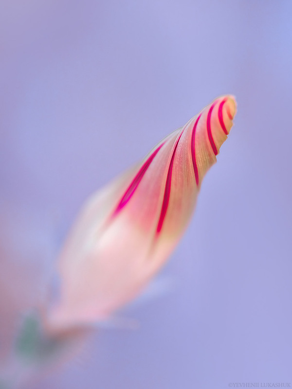 Фотографія Макро / Yevhenii Lukashuk / photographers.ua