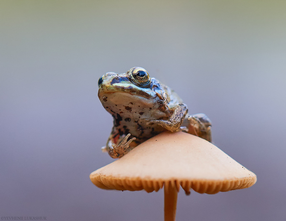 Фотографія Макро / Yevhenii Lukashuk / photographers.ua