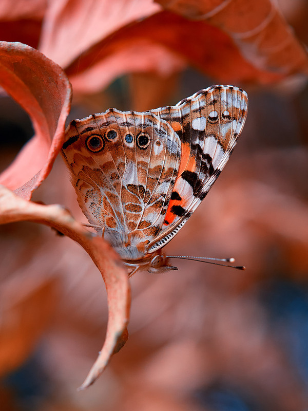 Фотографія Макро / Yevhenii Lukashuk / photographers.ua