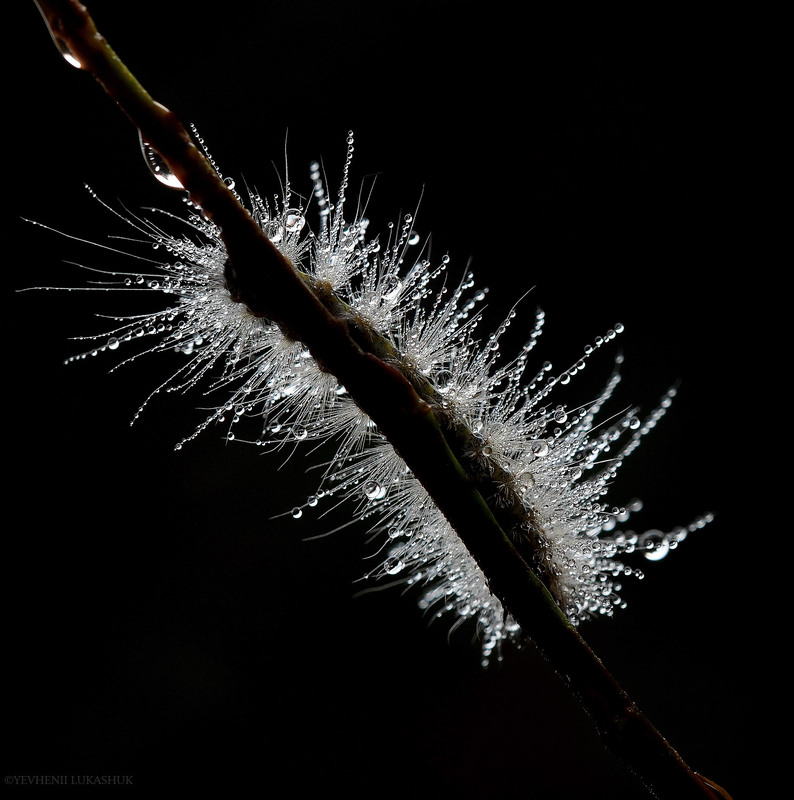 Фотографія Макро / Yevhenii Lukashuk / photographers.ua
