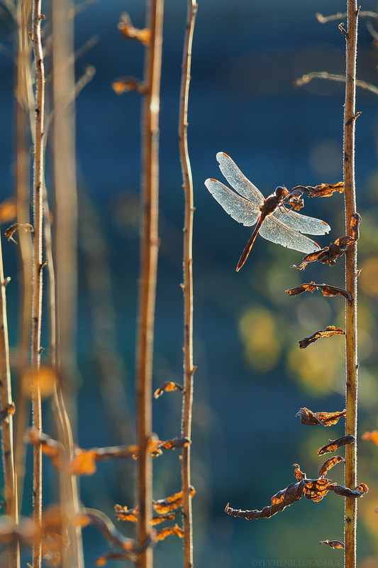 Фотографія Макро / Yevhenii Lukashuk / photographers.ua