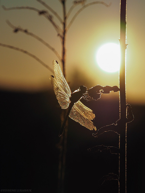 Фотографія Макро / Yevhenii Lukashuk / photographers.ua