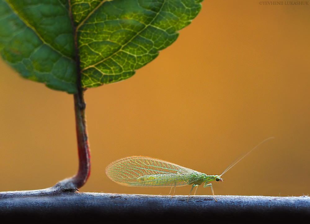 Фотографія Макро / Yevhenii Lukashuk / photographers.ua