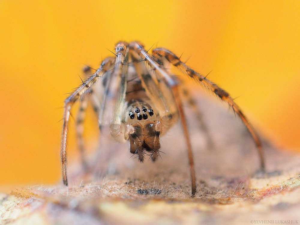Фотографія Макро / Yevhenii Lukashuk / photographers.ua