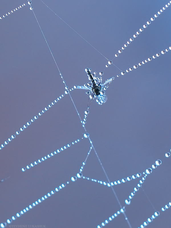 Фотографія Макро / Yevhenii Lukashuk / photographers.ua