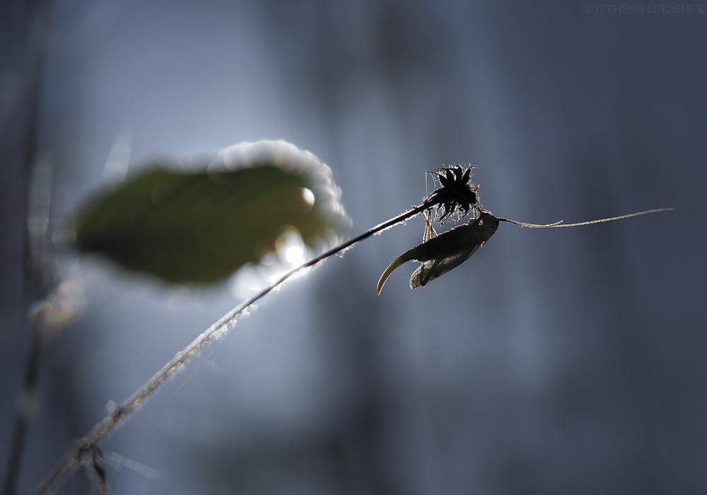 Фотографія Макро / Yevhenii Lukashuk / photographers.ua