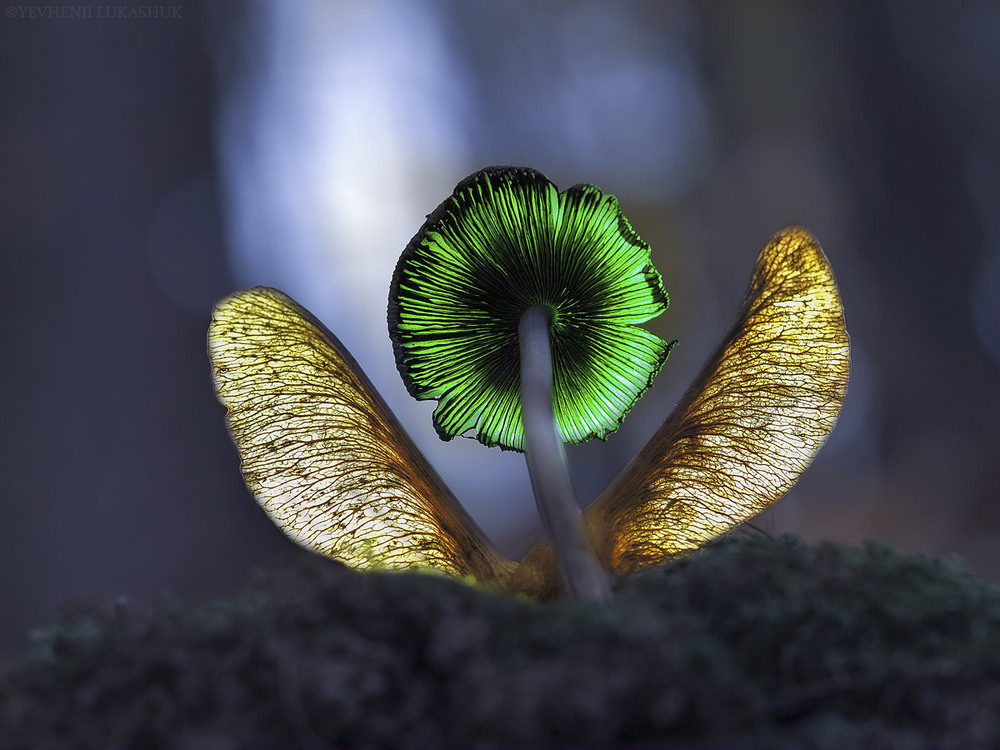 Фотографія Макро / Yevhenii Lukashuk / photographers.ua