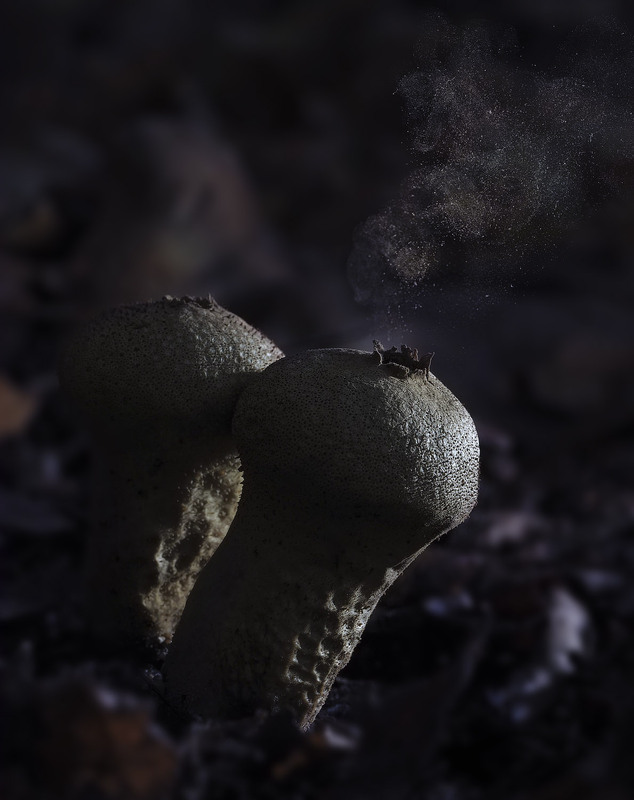 Фотографія Макро / Yevhenii Lukashuk / photographers.ua