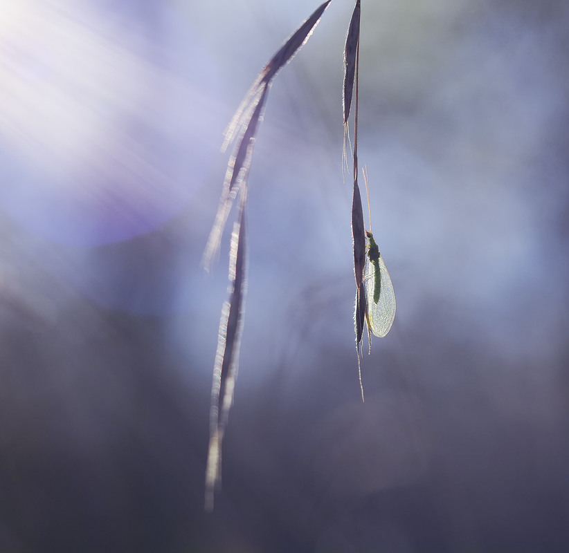 Фотографія Макро / Yevhenii Lukashuk / photographers.ua