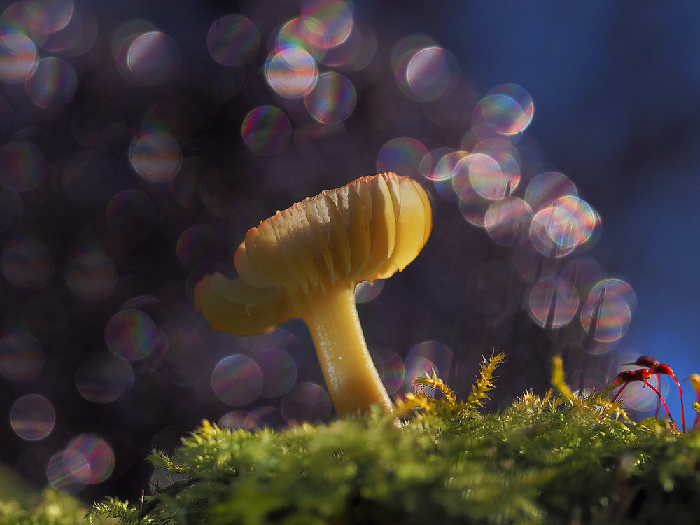 Фотографія Макро / Yevhenii Lukashuk / photographers.ua