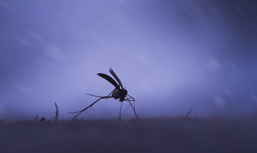Фотографія Макро / Yevhenii Lukashuk / photographers.ua
