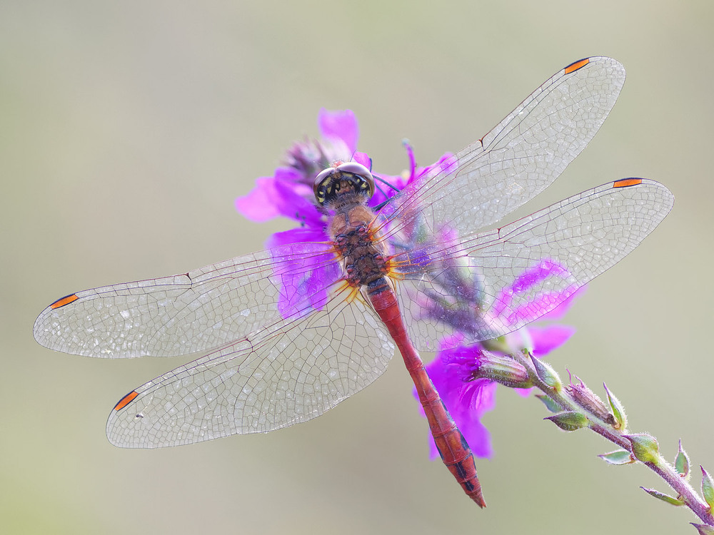 Фотографія Макро / Yevhenii Lukashuk / photographers.ua