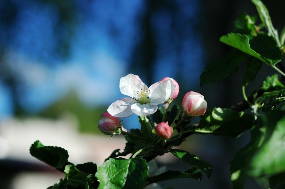 Фотографія Цвіт яблуні / Віталій Вікторович / photographers.ua