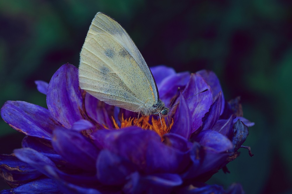 Фотографія Метелик на жоржині / Віталій Вікторович / photographers.ua