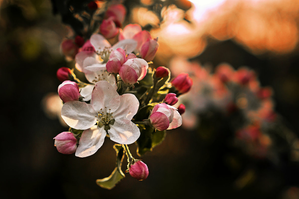 Фотографія Цвітіння яблуні... / Sergiy / photographers.ua