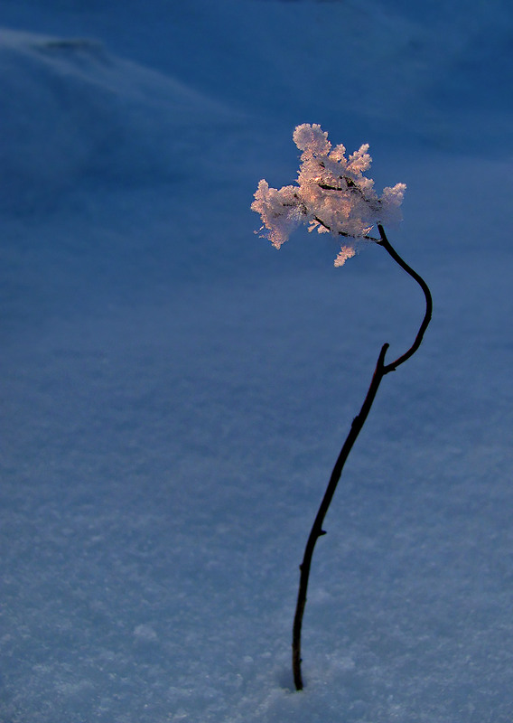Фотографія Зимова квітка / Петро Гладкевич / photographers.ua