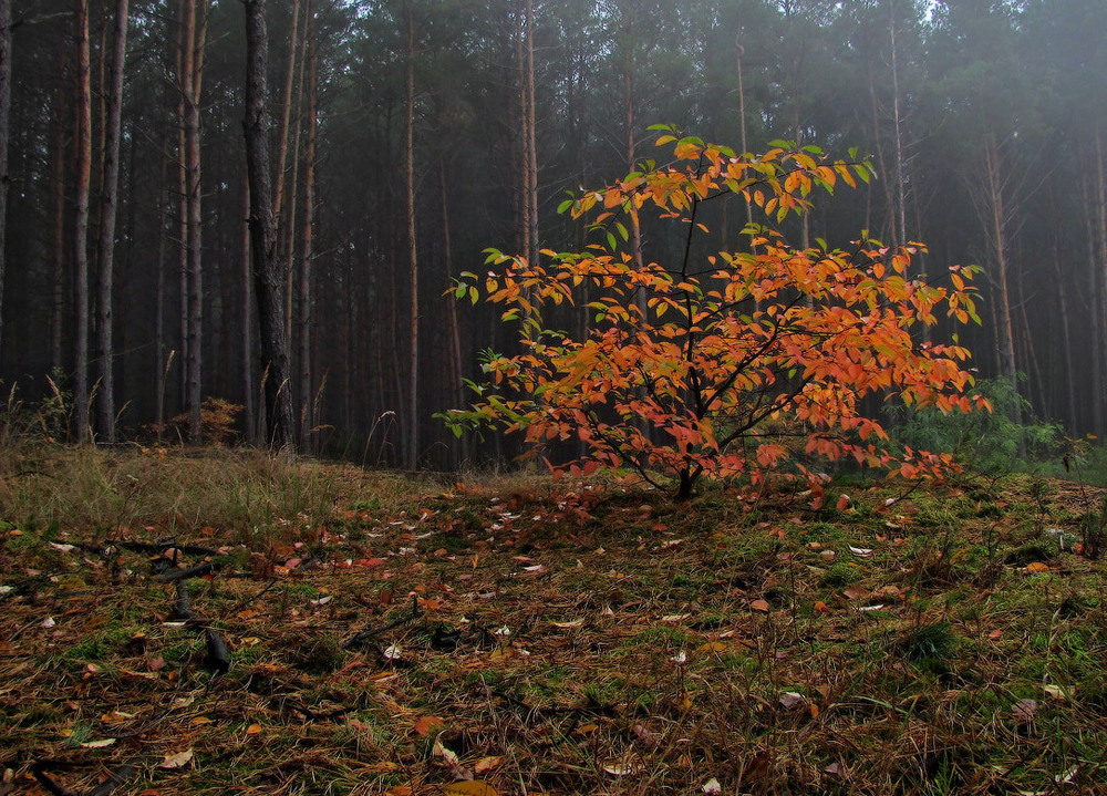 Фотографія Туман у ранковому лісі. Осіннє вбрання черемхи / Петро Гладкевич / photographers.ua