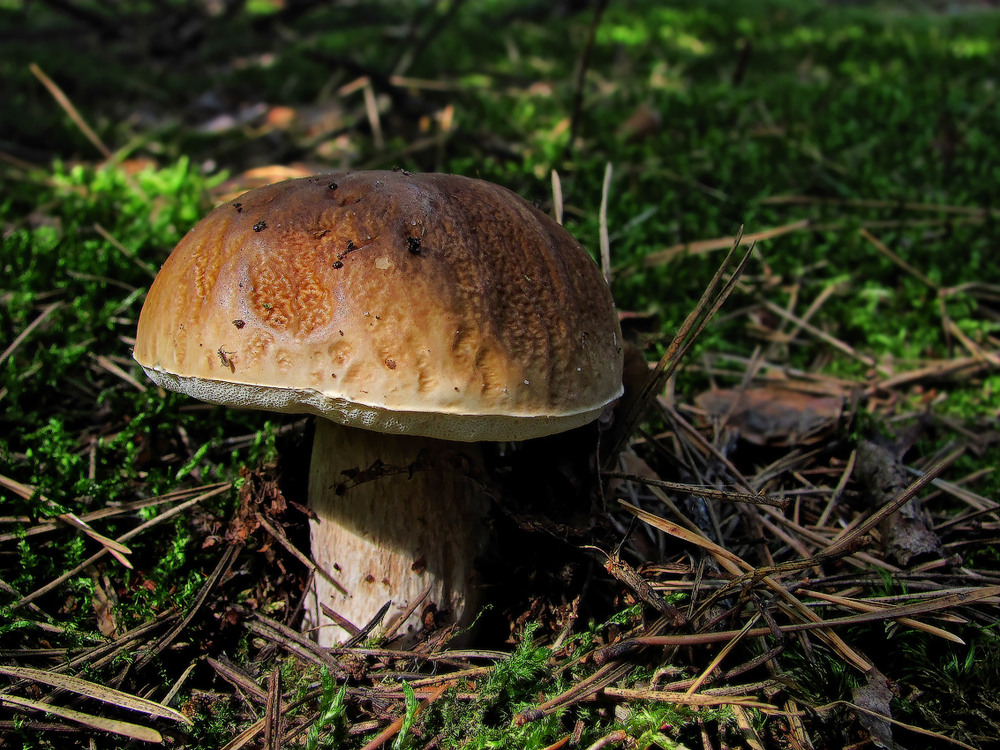 Фотографія Пора літніх грибів / Петро Гладкевич / photographers.ua