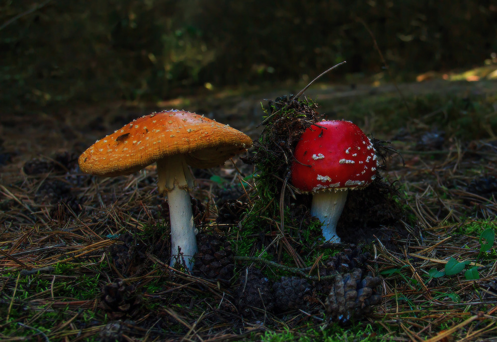 Фотографія Старість і юність / Петро Гладкевич / photographers.ua