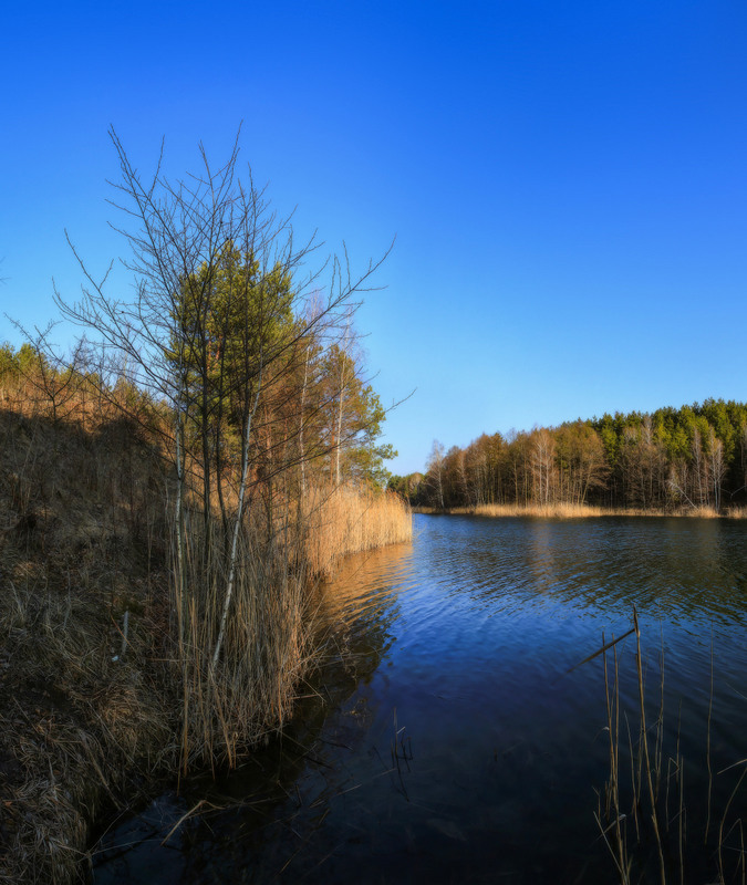 Фотографія Весна лісового озера / Петро Гладкевич / photographers.ua
