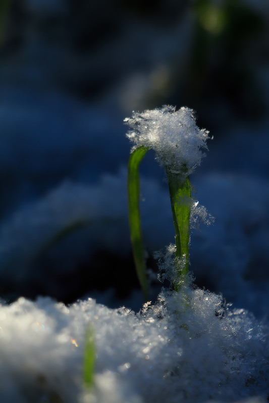 Фотографія ПРИПОРОШИЛО... Снігові перини для озимини / Петро Гладкевич / photographers.ua